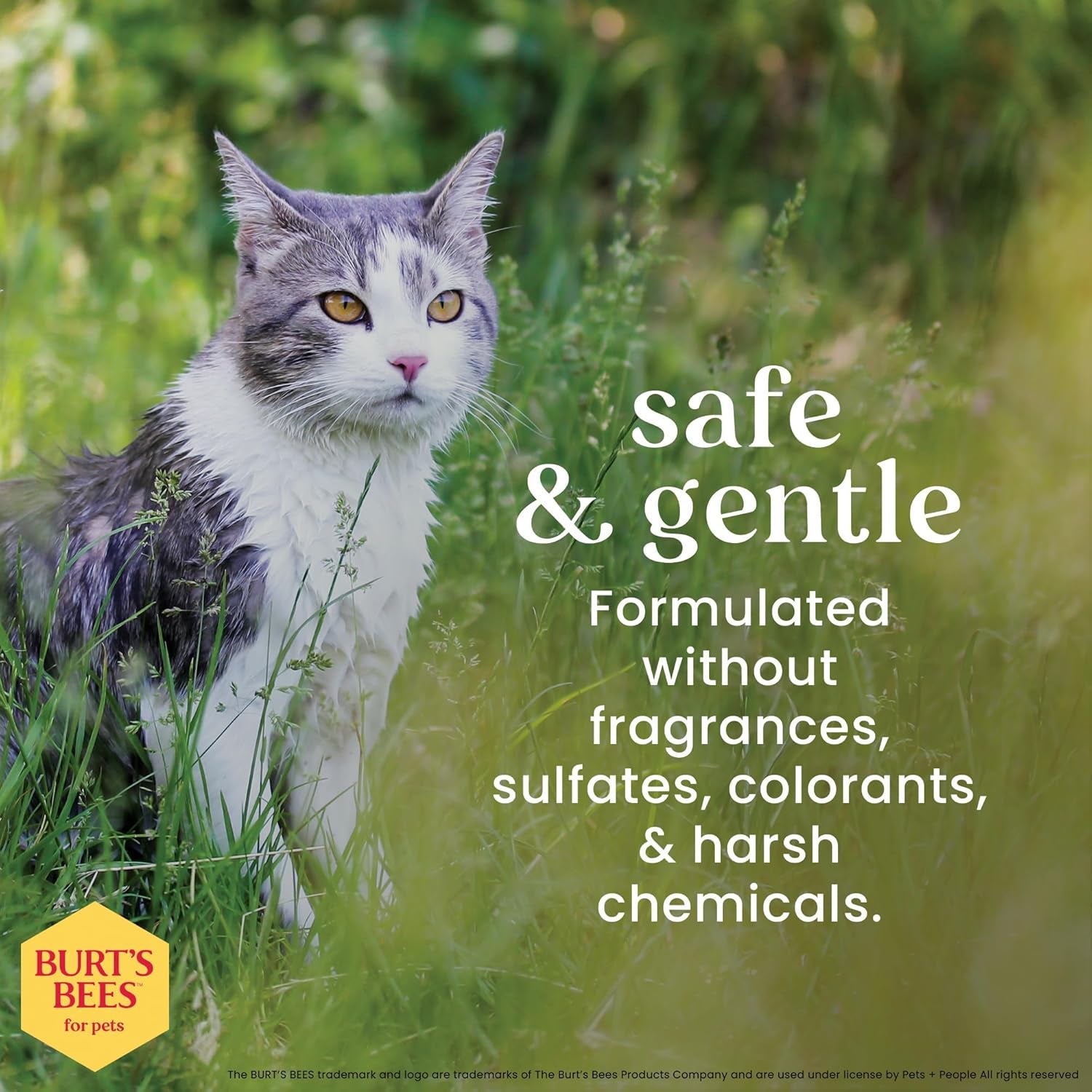 Burts Bees for Pets Hypoallergenic Cat Shampoo, Unscented, 10 Fl Oz, 2-Pk